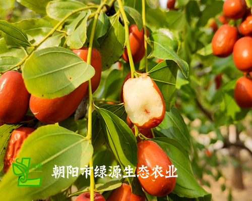 優創網絡為(wèi)【朝陽市(shì)綠源生(shēng)态農(nóng)業(yè)有(yǒu)限公司】提供自(zì)适應PC+手機(jī)網站建設服務