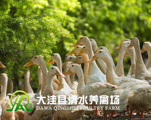 優創網絡為(wèi)【大窪縣清水(shuǐ)養禽場(chǎng)】提供自(zì)适應PC+手機(jī)網站建設服務